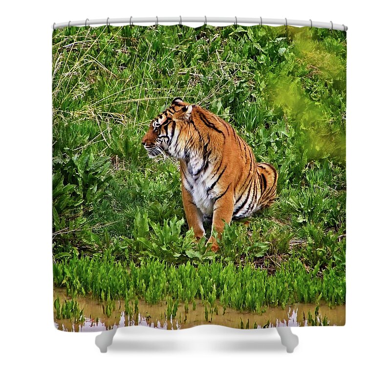 Nature Shower Curtain featuring the photograph Tiger Taking A Drink #2 by Loren Gilbert