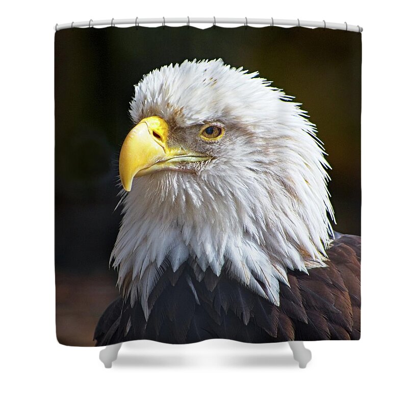 Animal Shower Curtain featuring the photograph Watchful Bald Eagle by Loren Gilbert