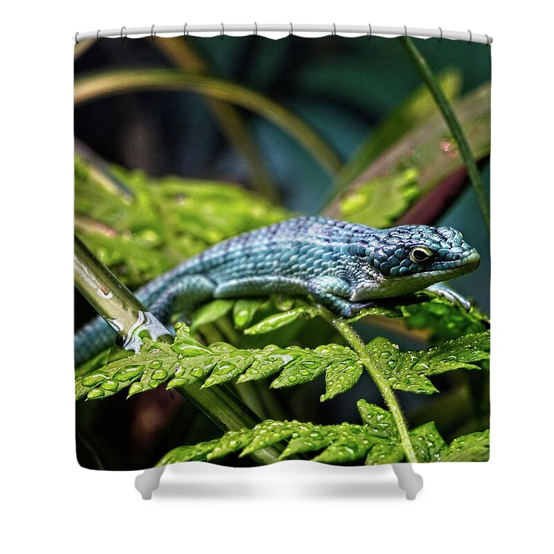 Animal Shower Curtain featuring the photograph A Small Blue Lizard After A Brief Shower by Loren Gilbert