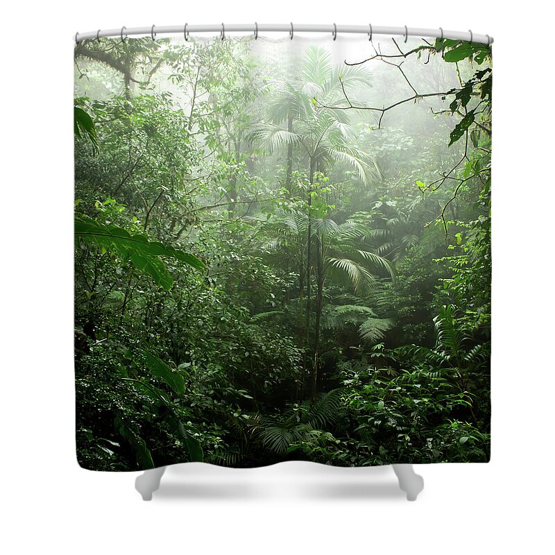 Rainforest Shower Curtain featuring the photograph Into the Cloud Forest by Nicklas Gustafsson