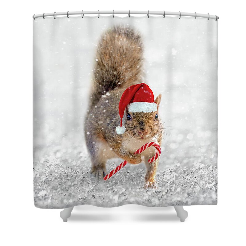 Squirrel Shower Curtain featuring the photograph Christmas squirrel by Delphimages Photo Creations