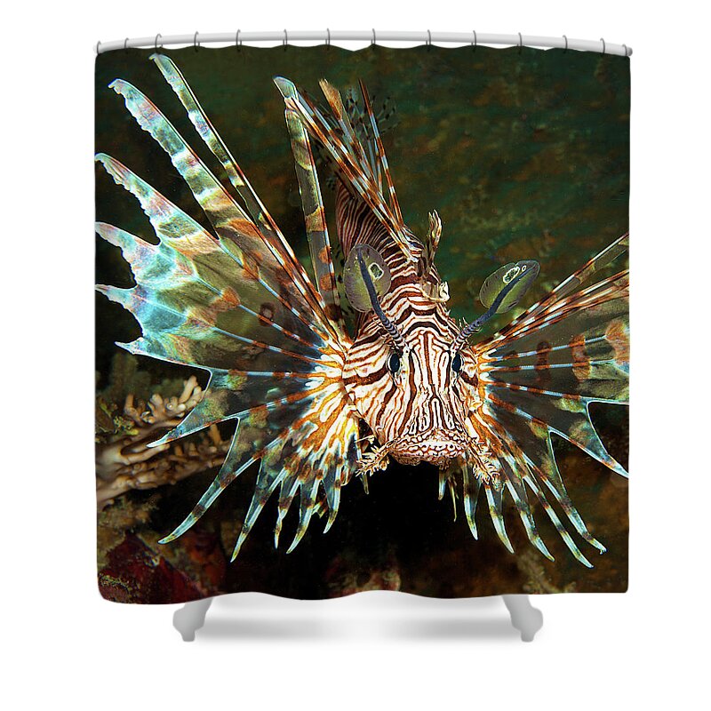 Lionfish Shower Curtain featuring the photograph A magnificent lionfish from its most beautiful side - by Ute Niemann