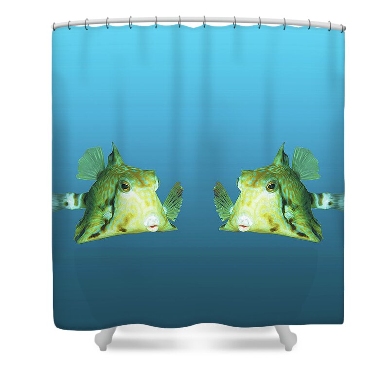 Boxfish Shower Curtain featuring the mixed media Cute Boxfish - Nice portrait of beautiful fish on gradient blue - by Ute Niemann