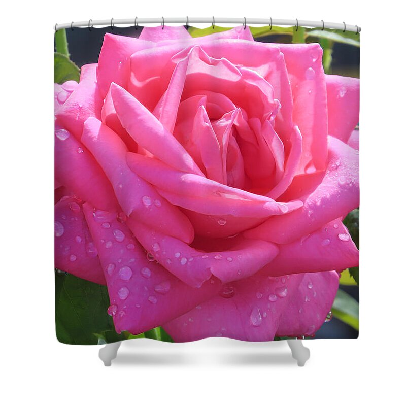 Rose Shower Curtain featuring the photograph Pink in drops by Zina Stromberg