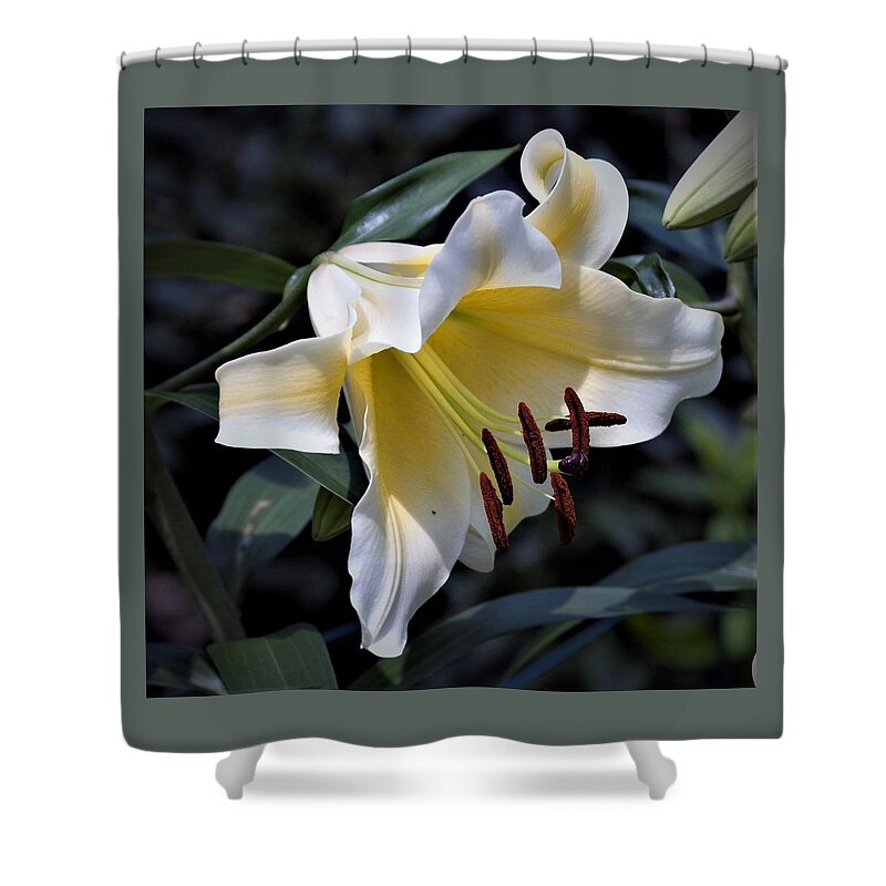 Asiatic Lily Shower Curtain featuring the photograph Asiatic Lily by Nancy Ayanna Wyatt