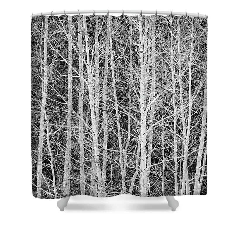Aspen Shower Curtain featuring the photograph Aspen Forest Contrast by Denise Bush