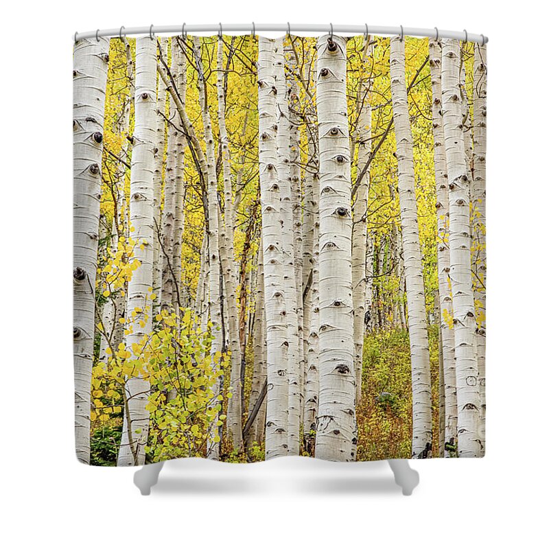 Aspen Shower Curtain featuring the photograph Aspen Gold by Melissa Lipton
