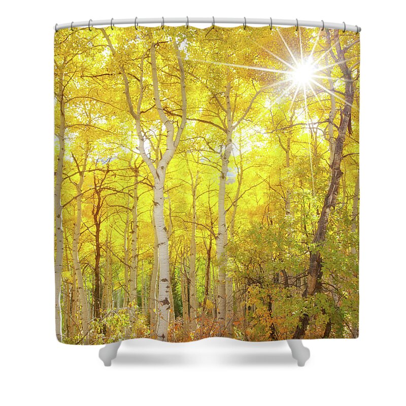Aspens Shower Curtain featuring the photograph Aspen Morning by Darren White