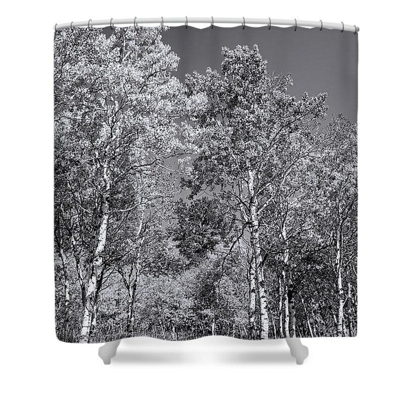 Aspen Trees Shower Curtain featuring the photograph Aspens in Black Hills in fall by Cathy Anderson