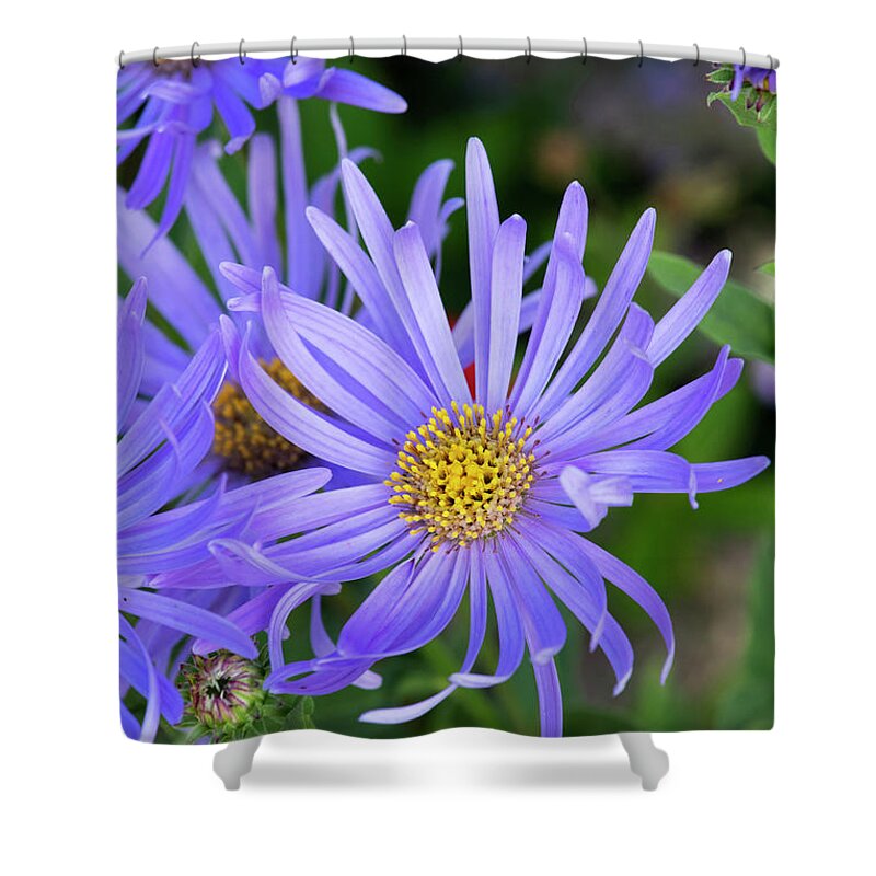 Aster Shower Curtain featuring the photograph Aster Monch Flowers in an English Garden by Tim Gainey