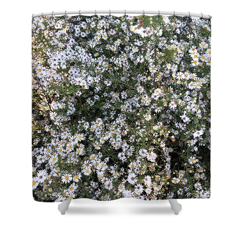 Asters Shower Curtain featuring the photograph Asters Wildflowers by Valerie Collins