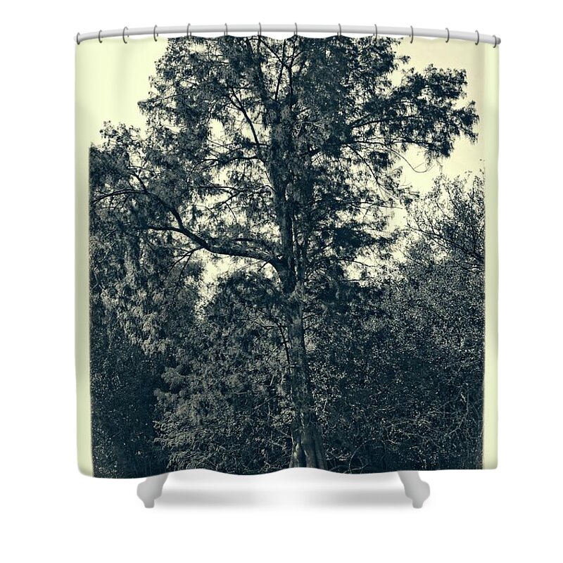 Tree Shower Curtain featuring the photograph Atchafalaya Basin Southern Louisiana 2021 Ambrotype 103 by Maggy Marsh