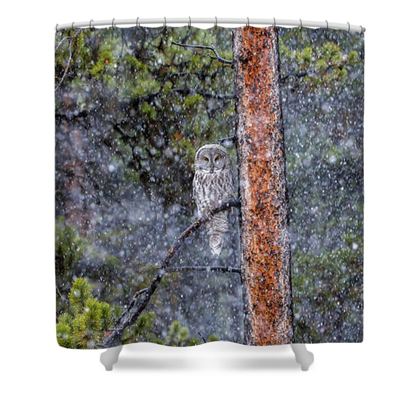 Snow Shower Curtain featuring the photograph ATL Tester by Kevin Dietrich