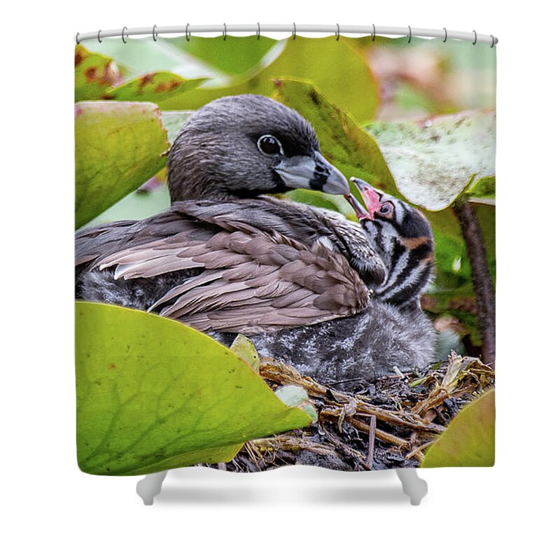 Pied Billed Grebe Shower Curtain featuring the photograph Attentive Mother by Jerry Cahill
