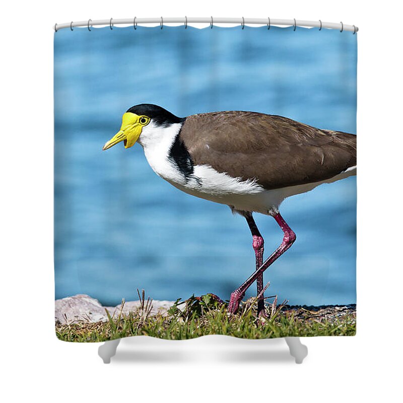 Australian Plover Shower Curtain featuring the digital art Australian plover 893 by Kevin Chippindall