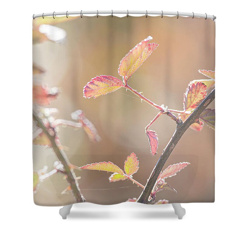 Bramble Shower Curtain featuring the photograph Autumn Bramble Leaves by Karen Rispin