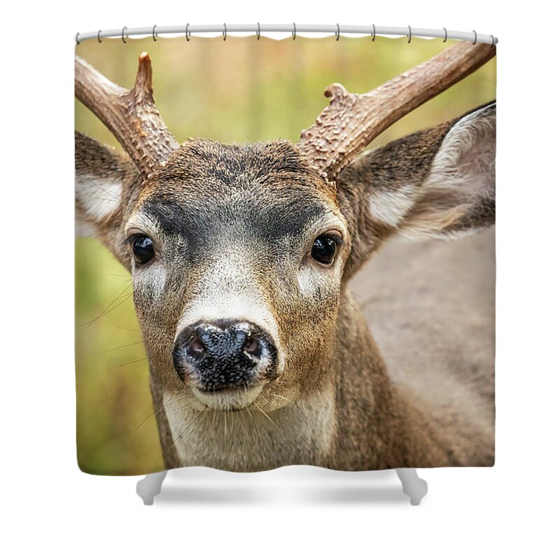 Deer Shower Curtain featuring the photograph Autumn Buck by Bob Cournoyer