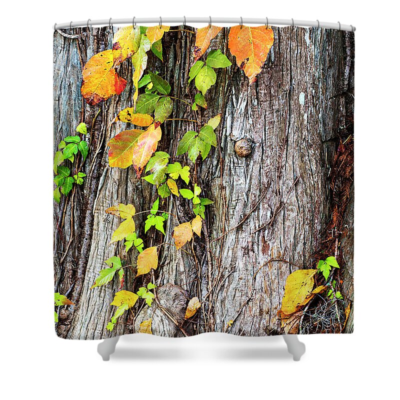 Pond Shower Curtain featuring the photograph Autumn Colored Vines Climbing a Cypress Tree by Bob Decker