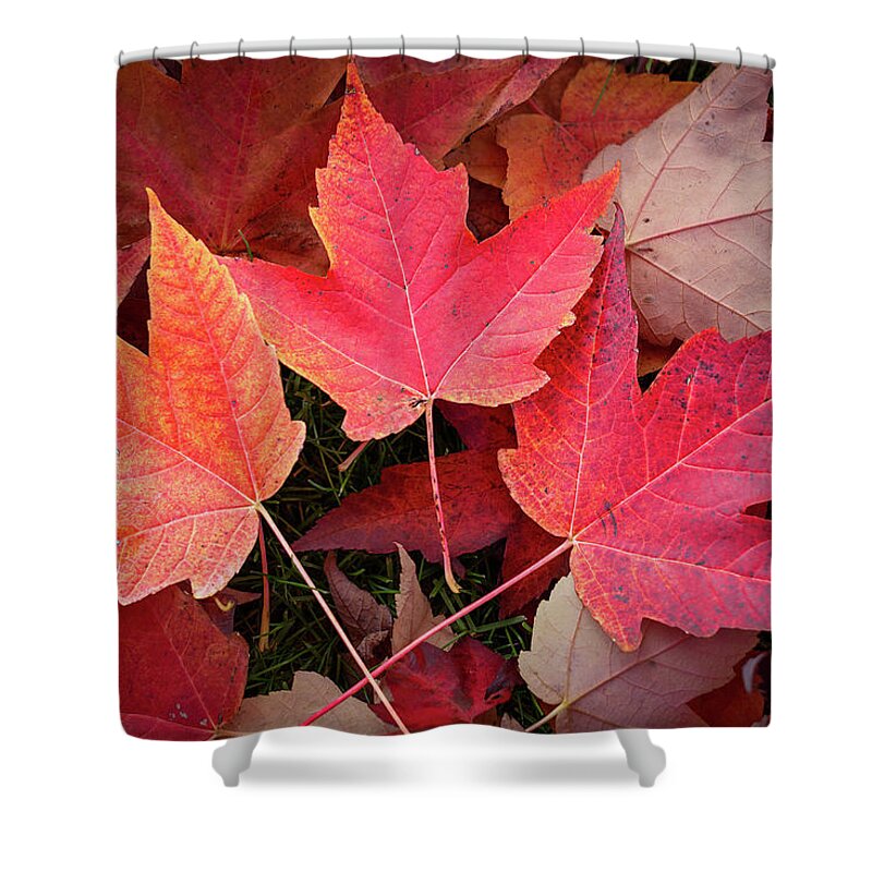 Nature Shower Curtain featuring the digital art Autumn / Fall leaves Painting by Rick Deacon