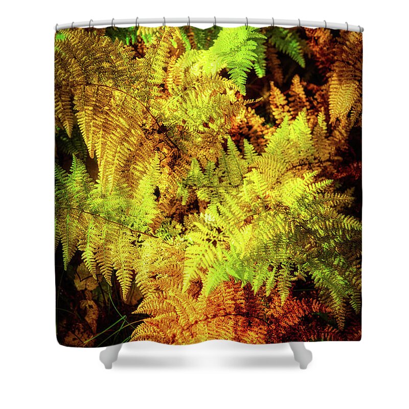 Fall Shower Curtain featuring the photograph Autumn Ferns Glowing in the Blue Ridge Sun by Dan Carmichael