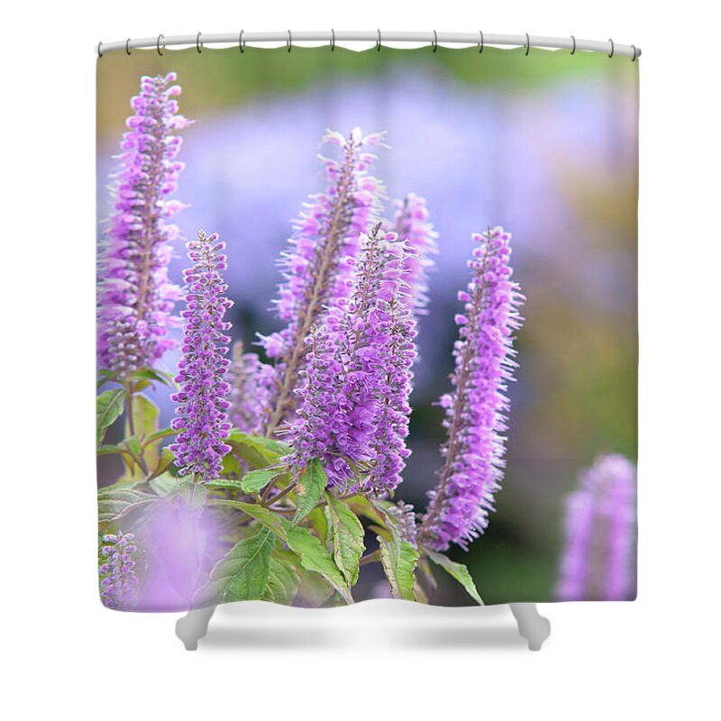 Jenny Rainbow Fine Art Photography Shower Curtain featuring the photograph Autumn Garden with Purple Blooms of Chinese Mint Shrub 3 by Jenny Rainbow