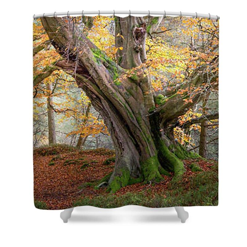 Autumn Shower Curtain featuring the photograph Monarch of the Forest by Anita Nicholson