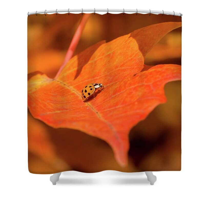 Acer Shower Curtain featuring the photograph Autumn Lady Beetle by Liza Eckardt