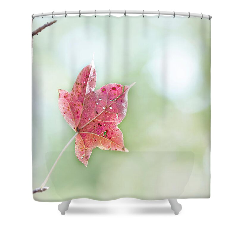 Fall Shower Curtain featuring the photograph Autumn Leaf by Karen Rispin