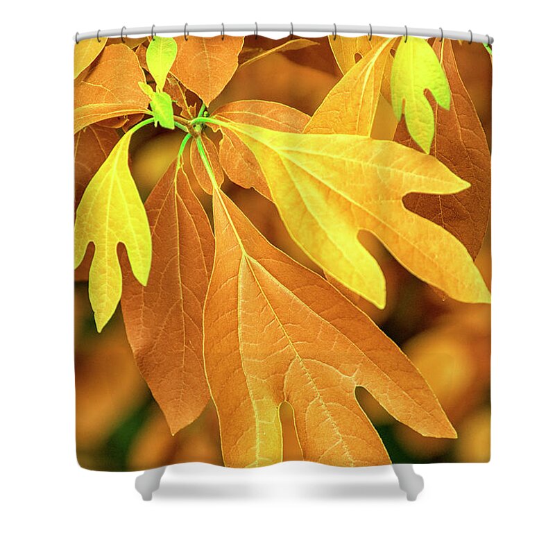 Autumn Leaves Shower Curtain featuring the photograph Autumn Leaves by Christina Rollo