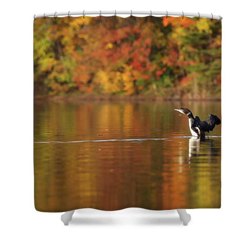 Autumn Shower Curtain featuring the photograph Autumn Loons PANO by Brook Burling