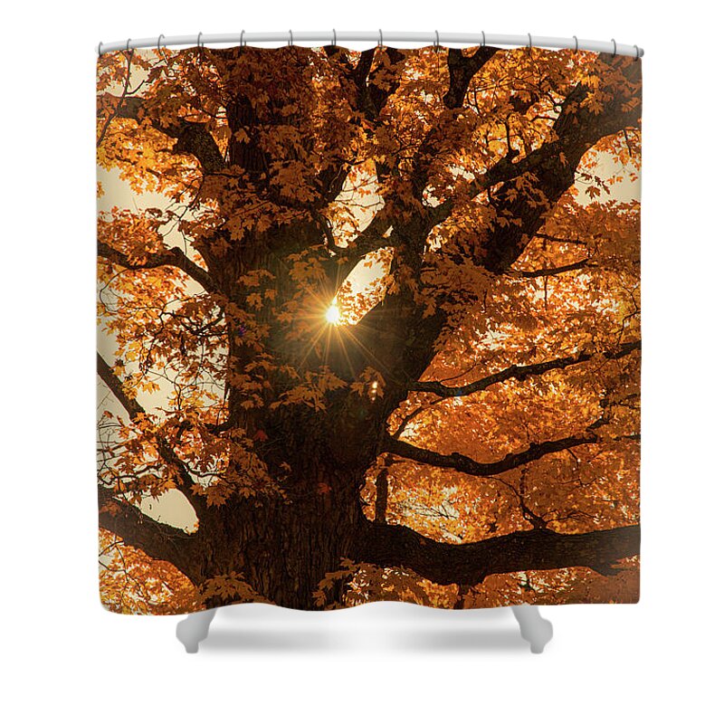 Autumn Shower Curtain featuring the photograph Autumn Morning Sunlight Through Tree 2 by Michael Saunders