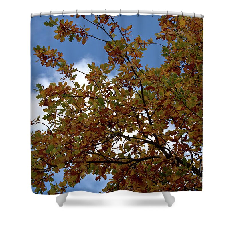 Autumn Shower Curtain featuring the photograph Autumn oak foliage by Stephen Melia