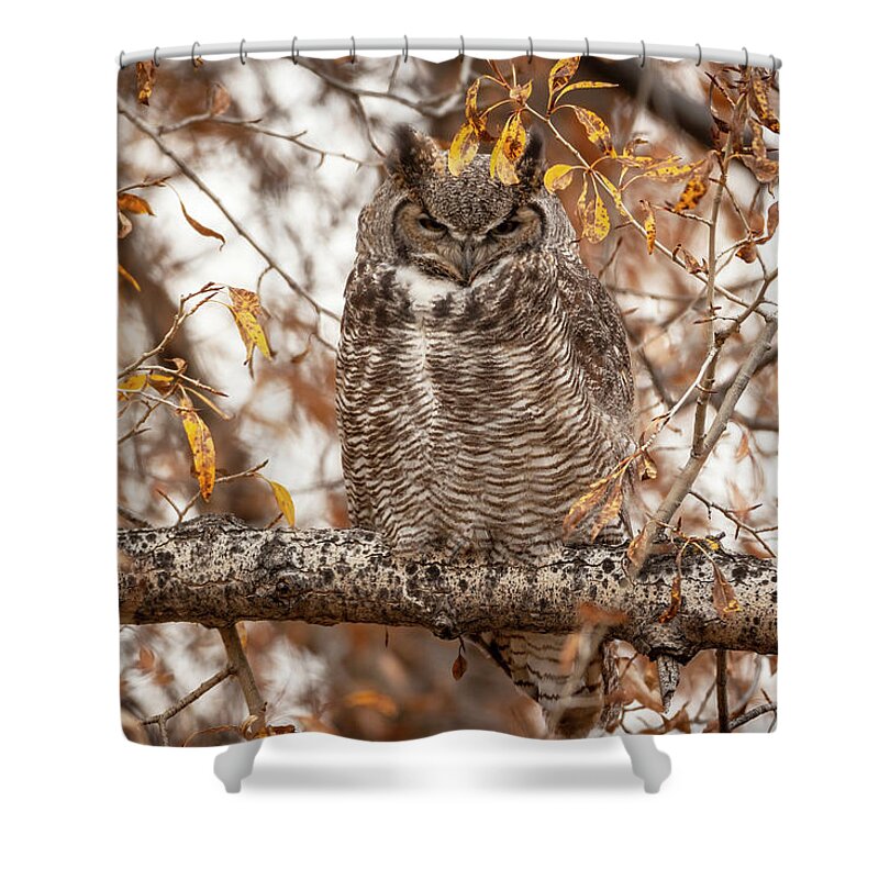 Great-horned Owl Shower Curtain featuring the photograph Autumn owl by D Robert Franz