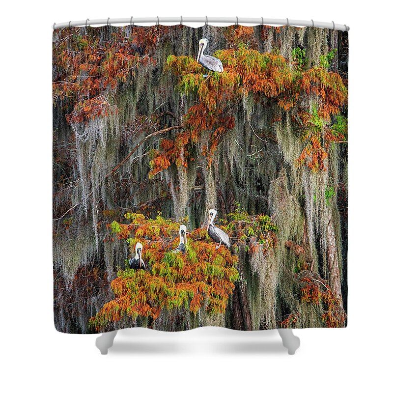 Autumn Shower Curtain featuring the photograph Autumn Pelicans by Andy Crawford