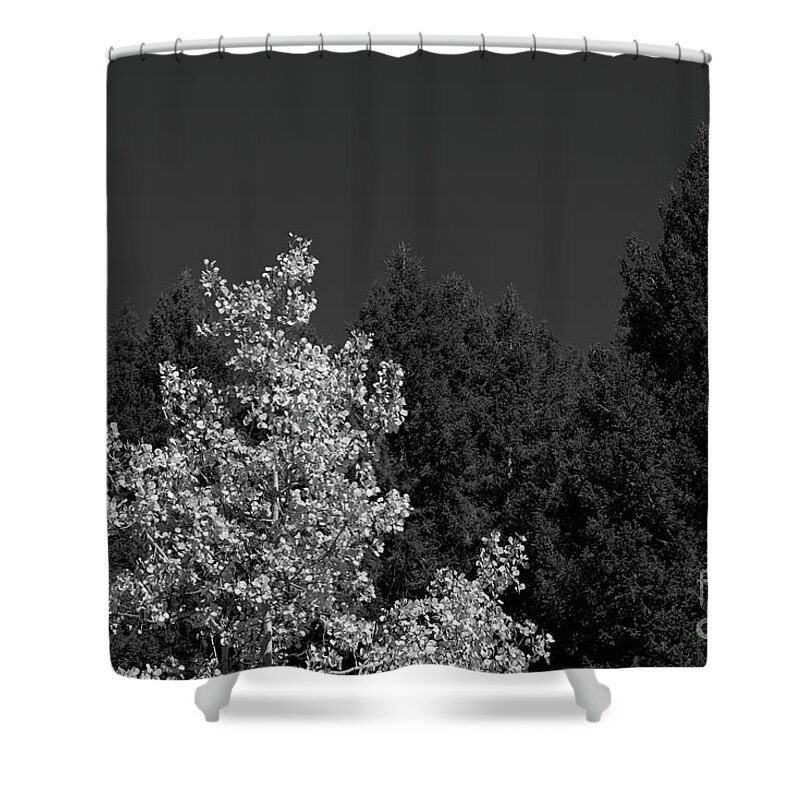 Tree Shower Curtain featuring the photograph Autumn Splendor in BW by Kae Cheatham