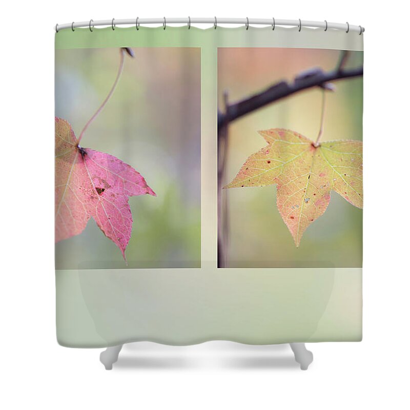 Liquidambar Shower Curtain featuring the photograph Autumn Sweetgum by Phil And Karen Rispin