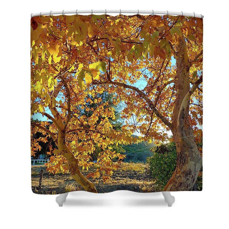 Leaves Shower Curtain featuring the photograph Autumn Trees in the Park by Marcus Jones