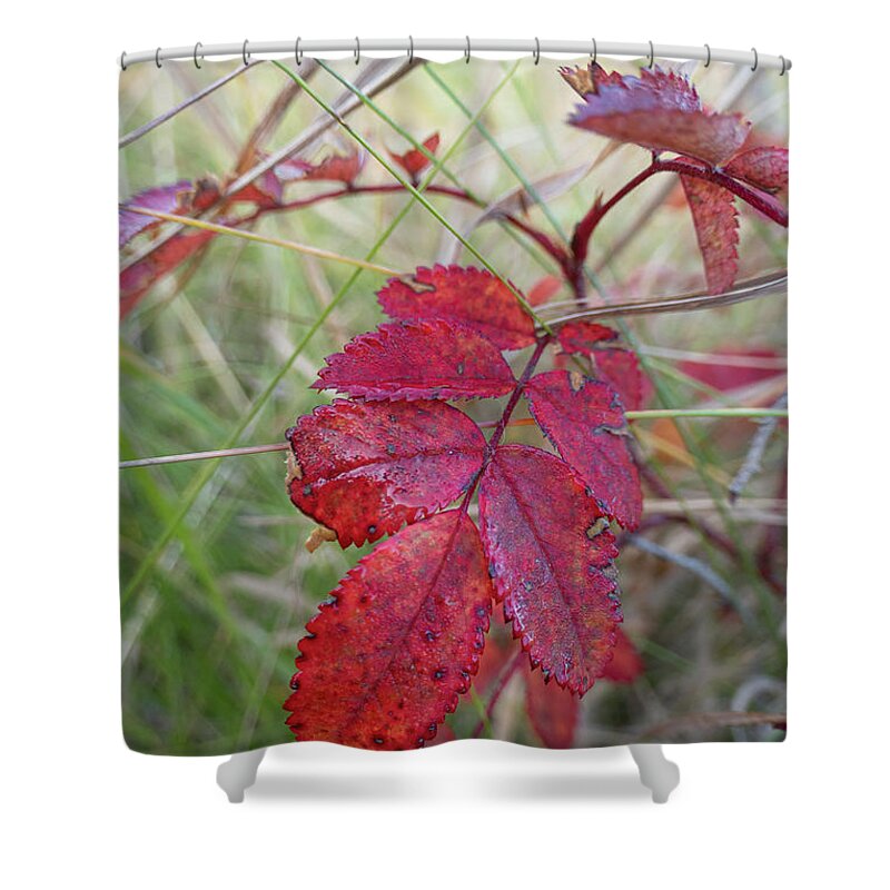 Red Shower Curtain featuring the photograph Autumn Wild Rose Leaves by Karen Rispin