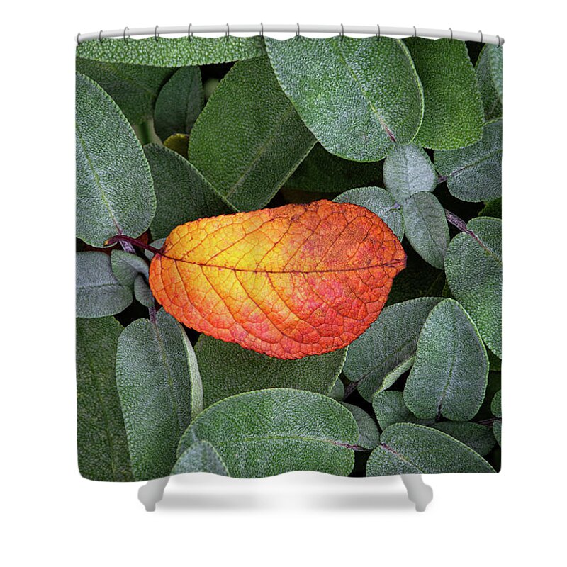 Autumnal Shower Curtain featuring the photograph Autumnal leaf in a sage bush by Bernhard Schaffer