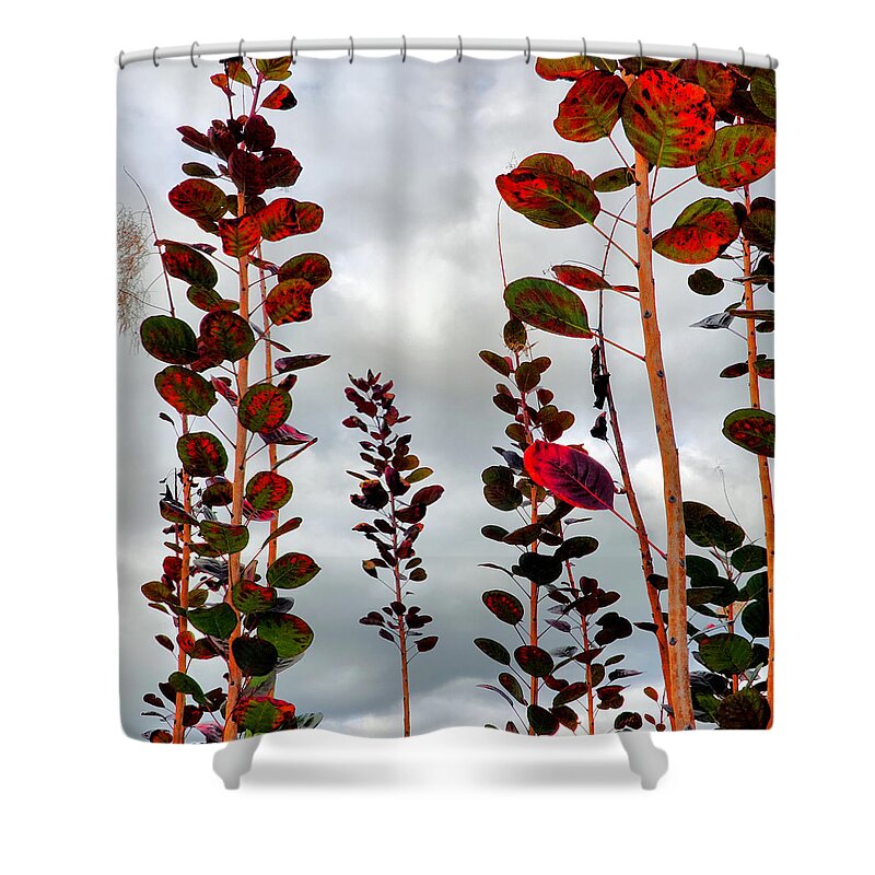 Smoke Tree Shower Curtain featuring the photograph Autumnal No. 1 - Smoke Tree with Frontal Passage Sky by Steve Ember