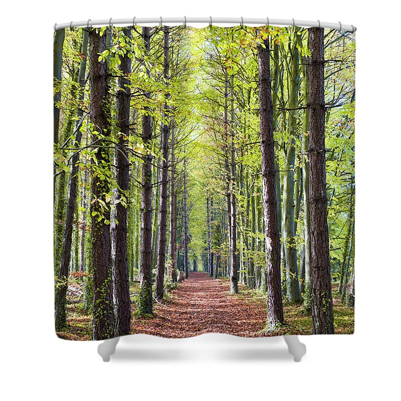 Beech Shower Curtain featuring the photograph Autumnal Tree Avenue by Tim Gainey