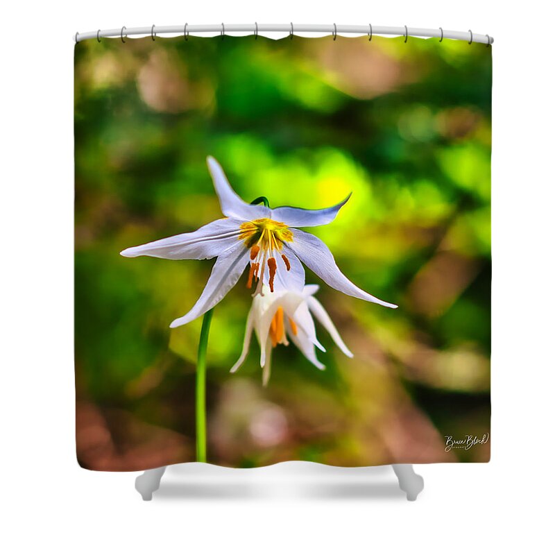Flower Shower Curtain featuring the photograph Avalanch Lilly by Bruce Block