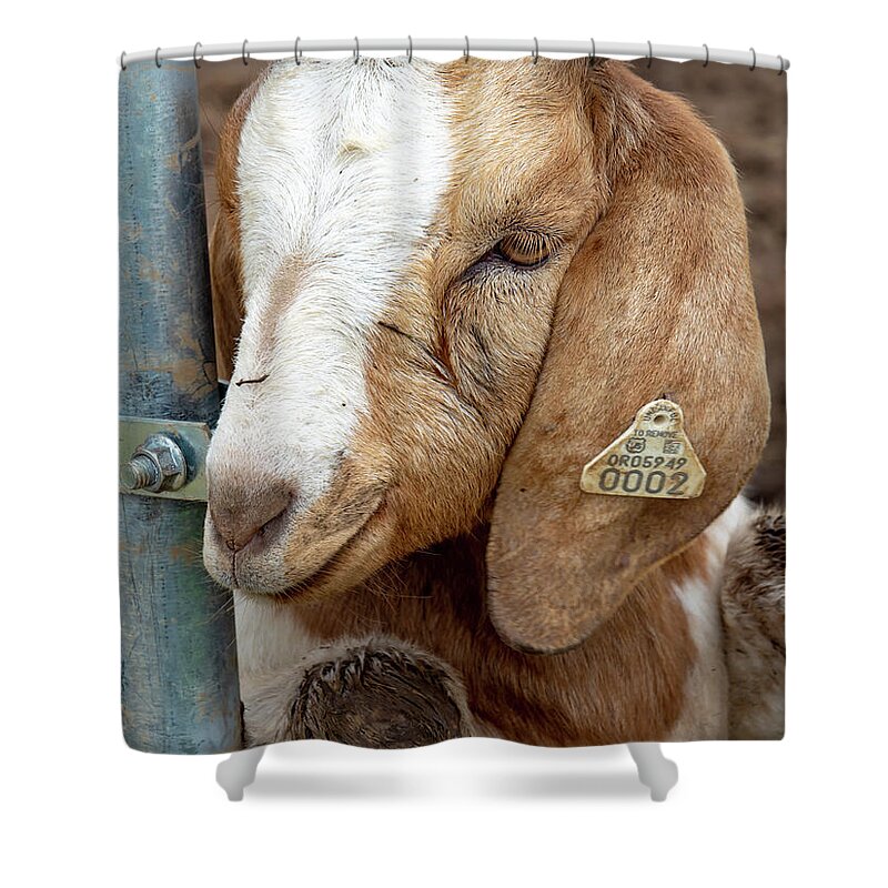 Goat Shower Curtain featuring the photograph Awwww by Leslie Struxness