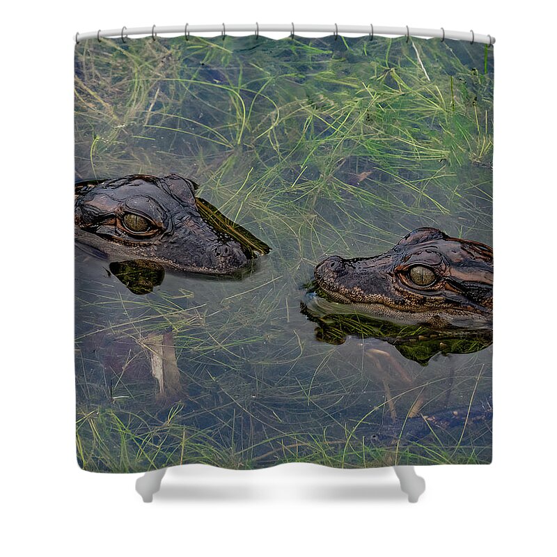 Aligator Shower Curtain featuring the photograph Baby Aligatots by Larry Marshall