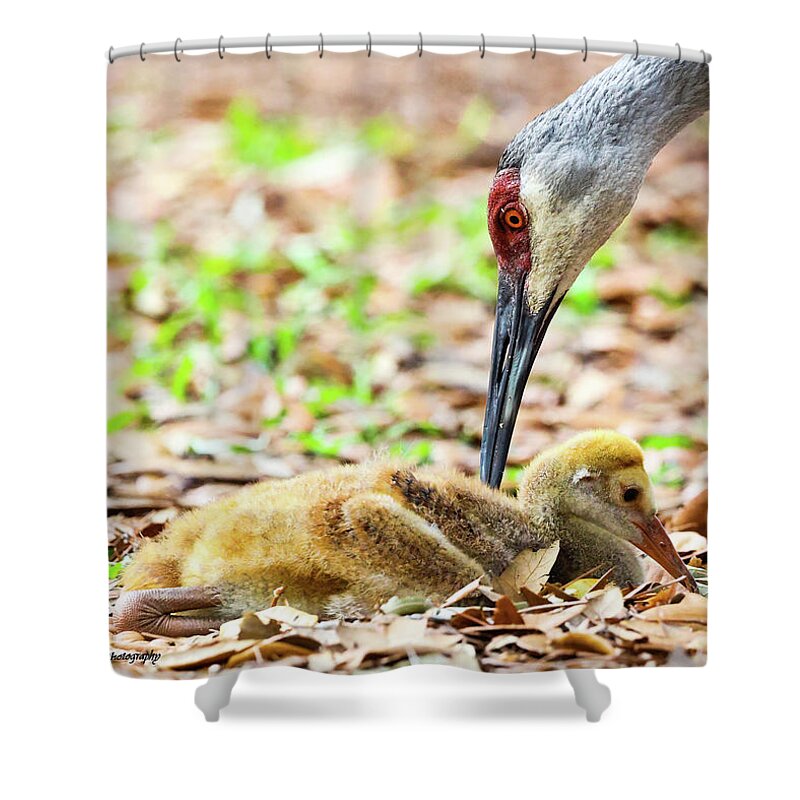 Baby Shower Curtain featuring the photograph Baby and Mama Sandhill Crane by Tahmina Watson