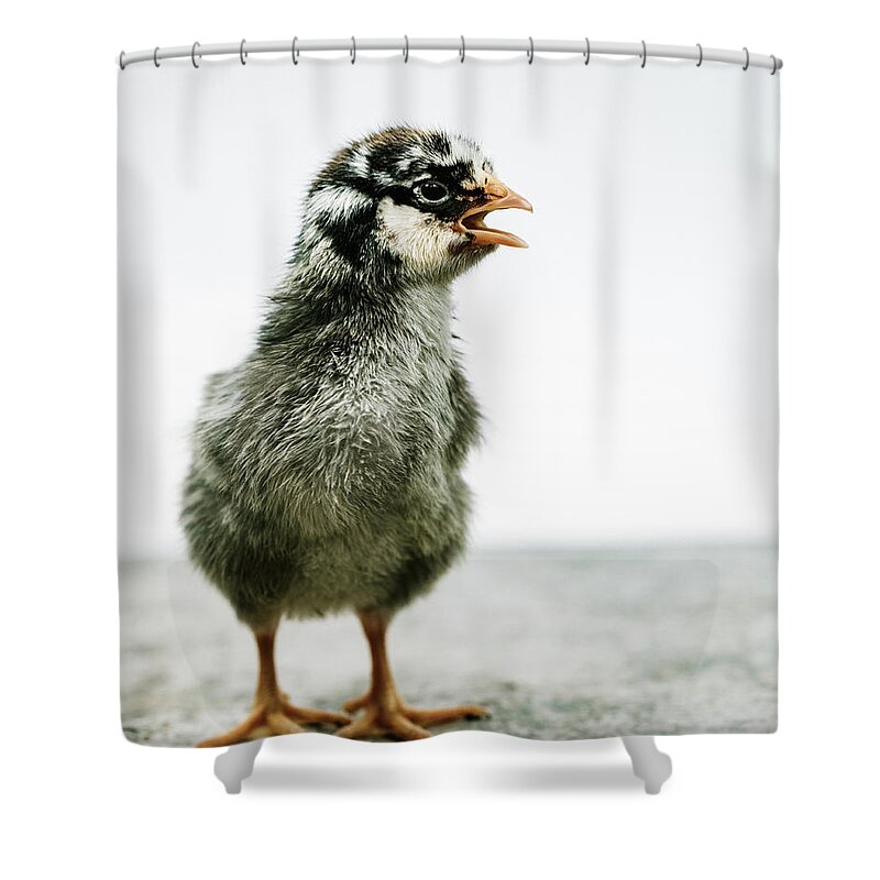 Chick Shower Curtain featuring the photograph Baby Chicken Clucking by Ada Weyland