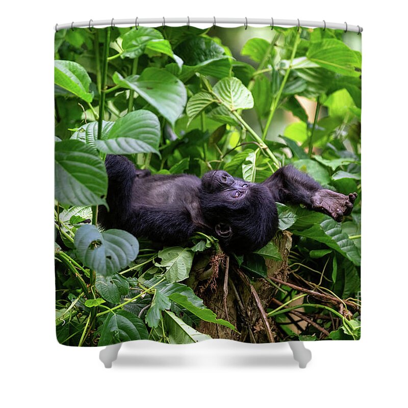 Gorilla Shower Curtain featuring the photograph Baby gorilla by Jane Rix