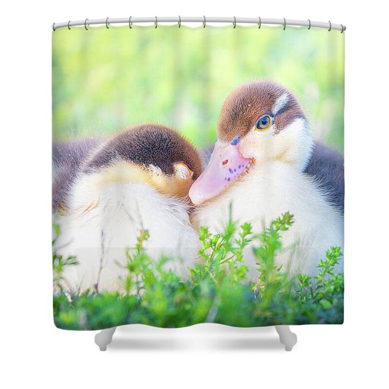 Napping Shower Curtain featuring the photograph Baby Snuggle Ducklings by Jordan Hill
