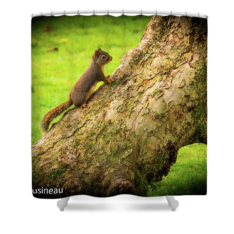 Baby Shower Curtain featuring the photograph Baby Squirrel Exploring by James Cousineau