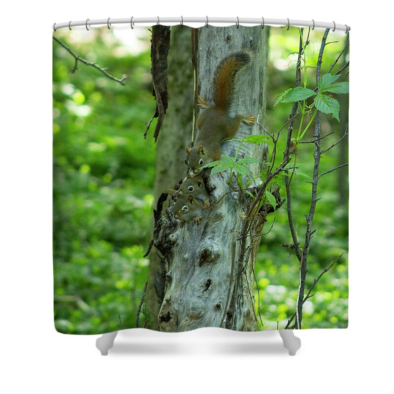 Squirrels Shower Curtain featuring the photograph Baby Squirrels by Geoff Jewett